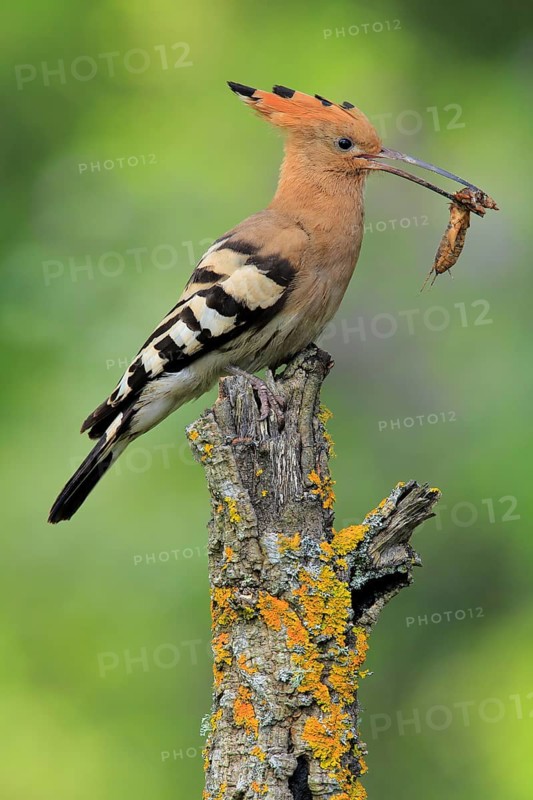 Eurasian Hoopoe (Upupa epops) female with European mole cricket (Gryllotalpa gryllotalpa) in beak, Andalusia, Spain