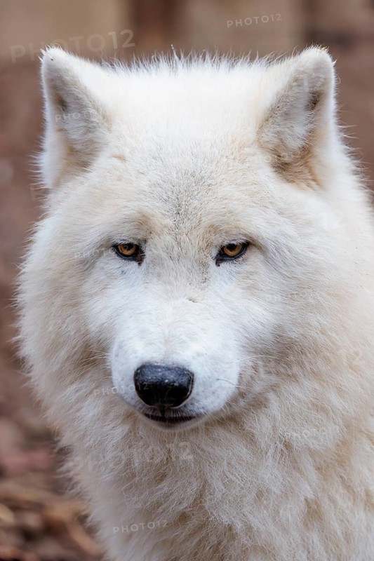 Portrait of an Arctic wolf (Canis lupus arctos). Captive