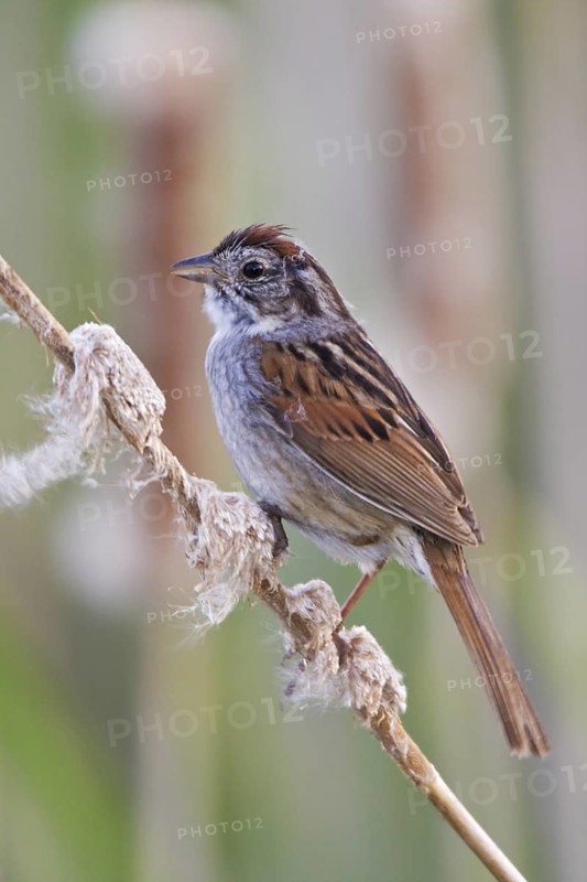 Swamp Sparrow (Melospiza georgiana), Ontario, Canada
