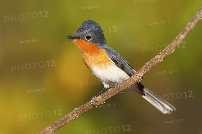 Broad-billed Flycatcher (Myiagra ruficollis), Western Australia, Australia