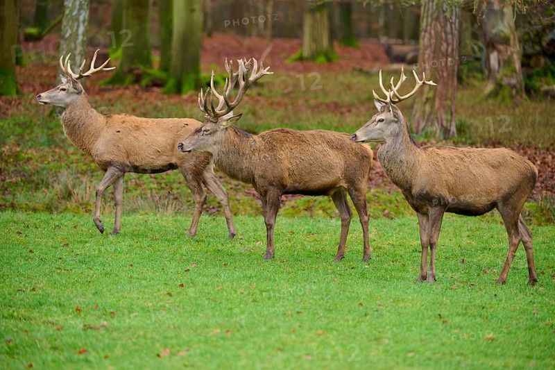 Three majestic stags with large antlers stand in autumn forest, red deer (Cervus elaphus), Hesse, Germany
