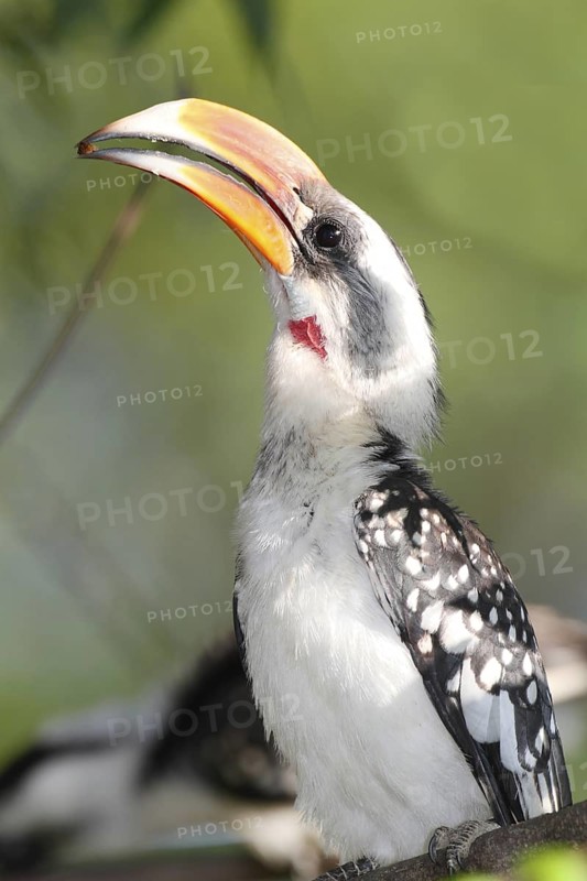 Von der Decken's Hornbill (Tockus deckeni) male, Lake Baringo, Kenya