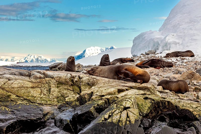 Seals lying on rocks in front of an Antarctic backdrop with sea and snow mountains, seals and harbour seals of the Antarctic