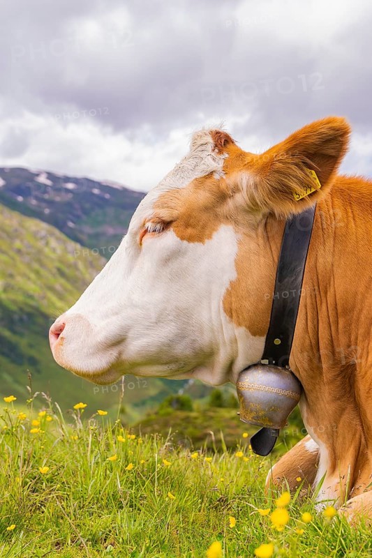 Close-up of a cow on a flowering meadow in the mountains under a cloudy sky, Penken, Zillertal, Austria