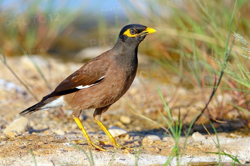 Shepherd's mynah, (Acridotheres tristis), shepherd's starling, family of starlings, omnivore, Raysut, Salalah, Dhofar, Oman