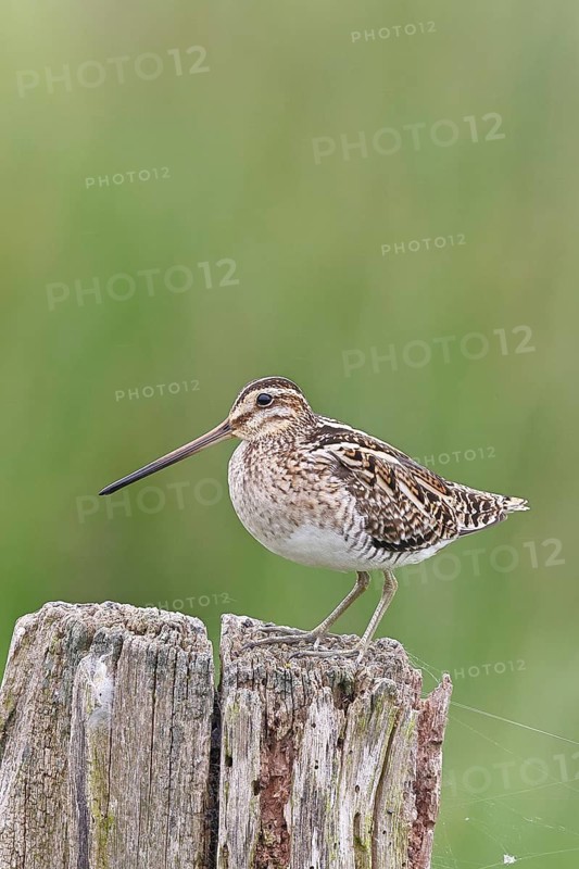 Snipe (Gallinago gallinago), standing on fence post of a pasture, on moorland, snipe birds, wildlife, nature photography, Ochsenmoor, Naturpark Dümmer See, Hüde, Lower Saxony, Germany