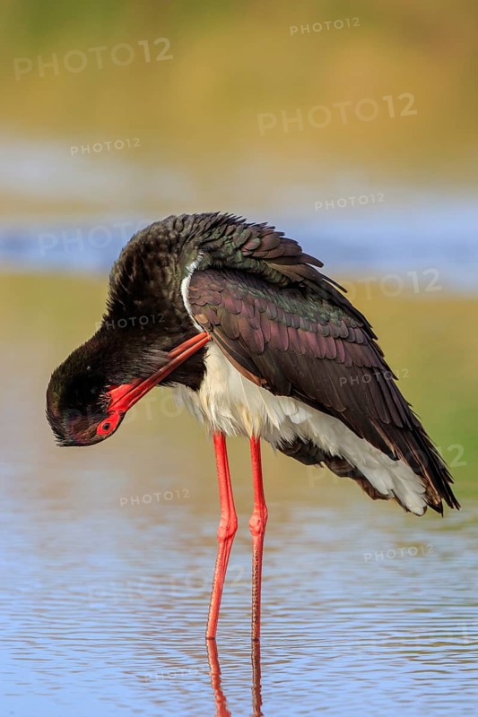 Black Stork (Ciconia nigra) preening, Greece