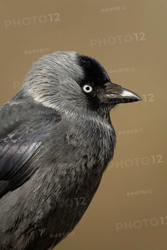 Western Jackdaw (Coloeus monedula), Smaland, Sweden