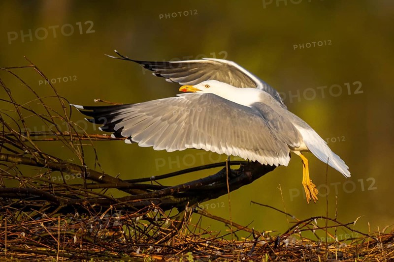 Yellow-legged Gull (Larus michahellis) flying, North Rhine-Westphalia, Germany