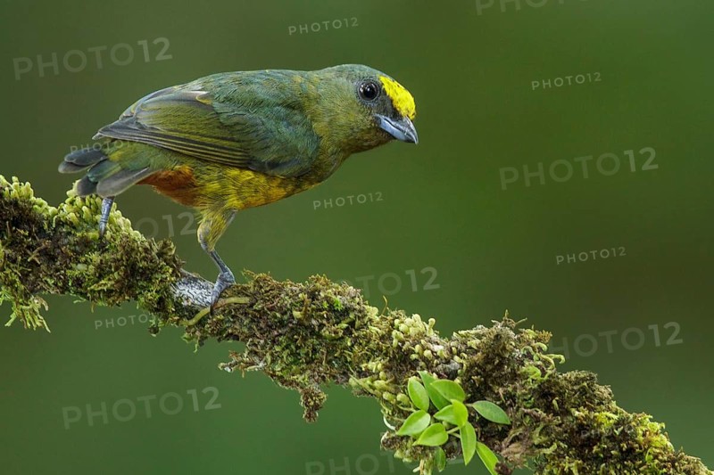 Olive-backed Euphonia (Euphonia gouldi) perched on a branch in Costa Rica