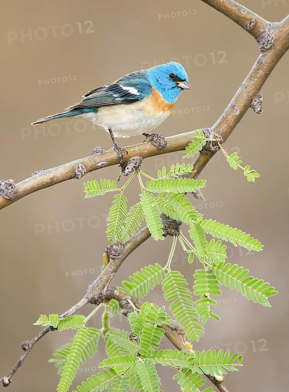 Lazuli Bunting (Passerina amoena) male perched on a branch, Arizona, USA
