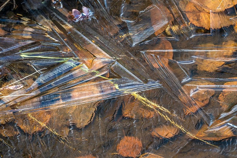 Abstract ice structures, leaves and reeds, Norrbotten, Lapland, Sweden, September 2024