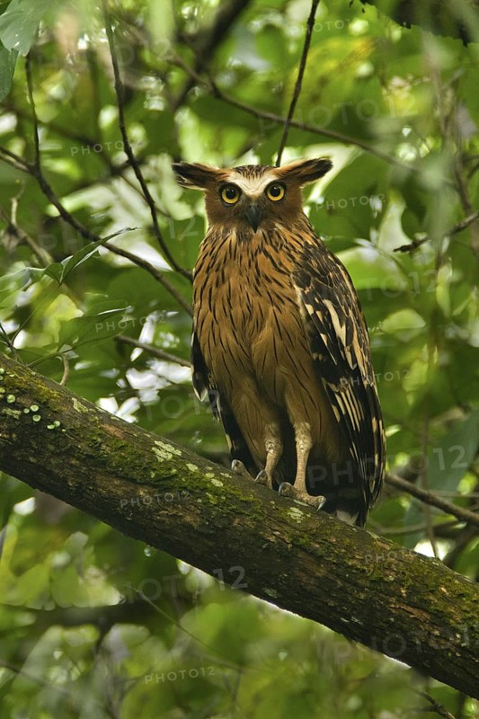 Buffy Fish Owl (Ketupa ketupu), Shah Alam, Malaysia