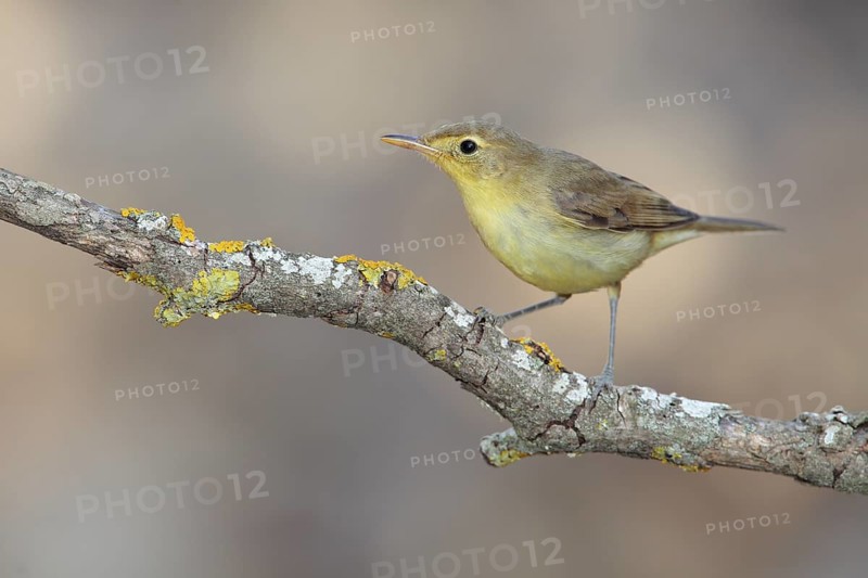 Melodious Warbler (Hippolais polyglotta), Andalusia, Spain