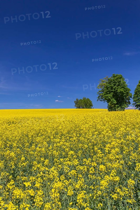Flowering field of Rapeseed (Brassica napus) on a sunny day with blue sky, green trees and some white clouds