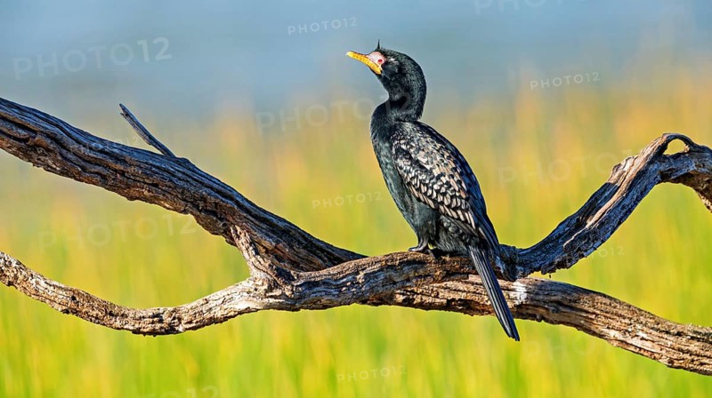 Reed Cormorant, (Microcarbo africanus), Syn: (Phalacrocorax africanus), Garden Route National Park, Wilderness Section Rondevlei, Wilderness, Western Cape, South Africa