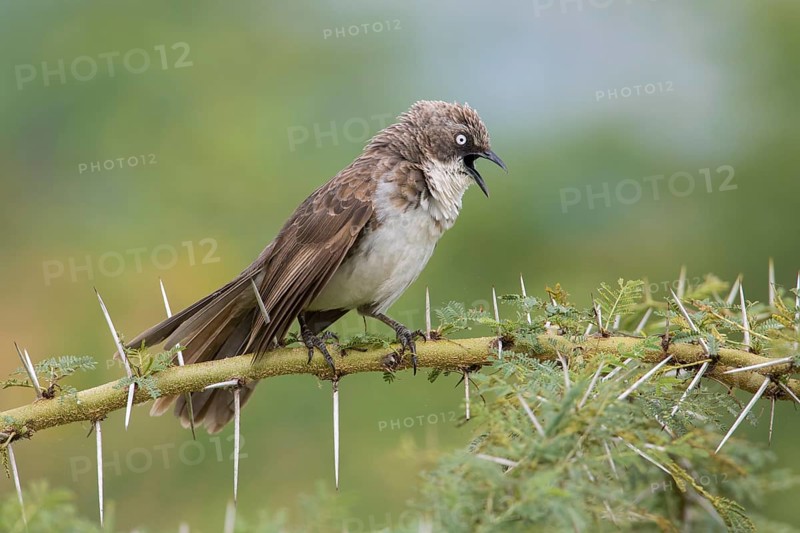 Northern Pied Babbler (Turdoides hypoleuca) singing, perched on a thorny branch, Lake Manyara, Tanzania