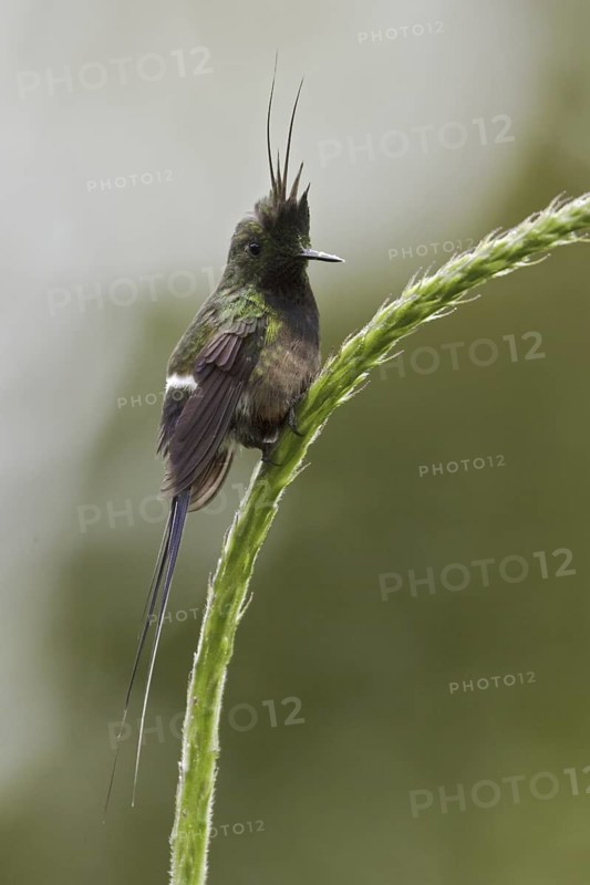 Wire-crested Thorntail (Discosura popelairii), Ecuador