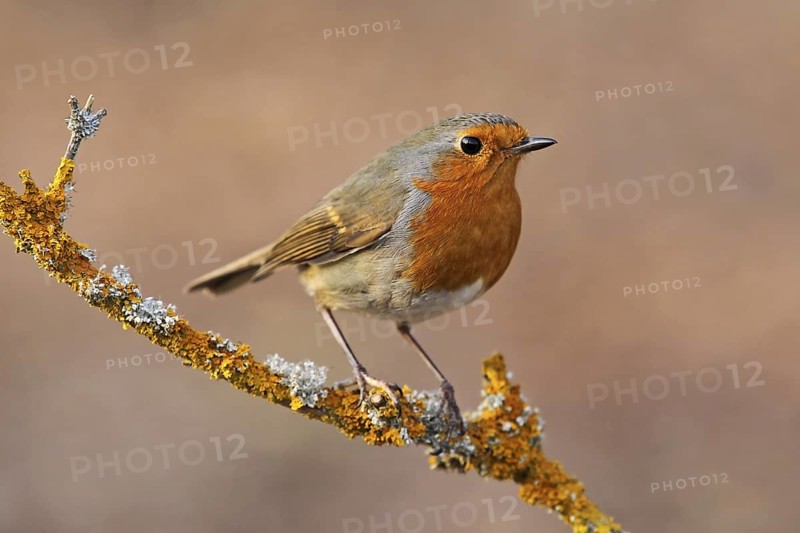European Robin (Erithacus rubecula), Baden-Wuerttemberg, Germany