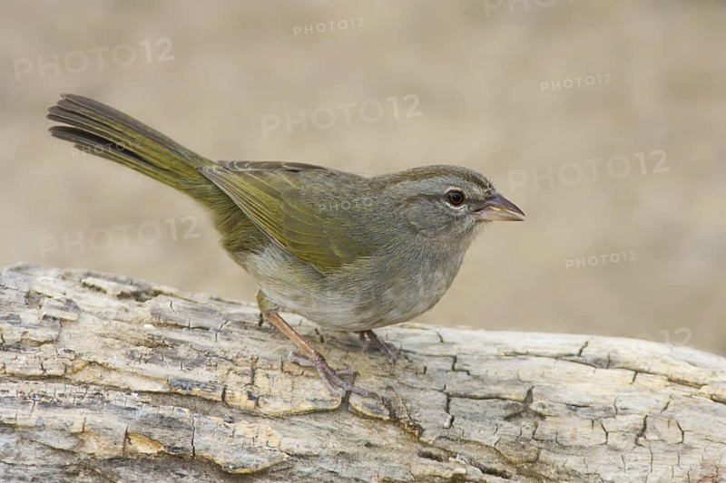 Olive Sparrow (Arremonops rufivirgatus), Texas, USA