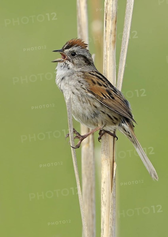 Swamp Sparrow (Melospiza georgiana) singing, Alberta, Canada