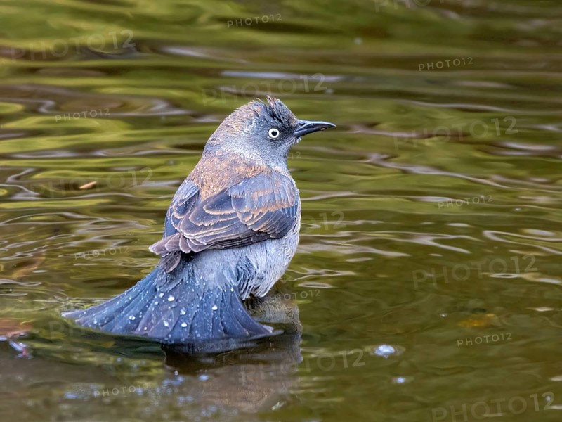 Rusty Blackbird, Euphagus carolinus, in winter plumage, bathes in a pond in Saskatoon, Saskatchewan