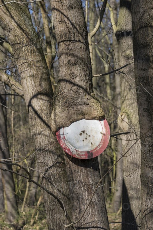 Passage prohibited, Norway maple (Acer platanoides), Cambridge Botanical Garden, Germany