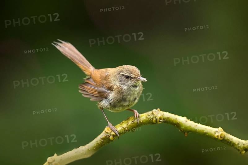Müllerbuschsänger (Horornis vulcanius) perched on a branch, Sabah, Malaysia