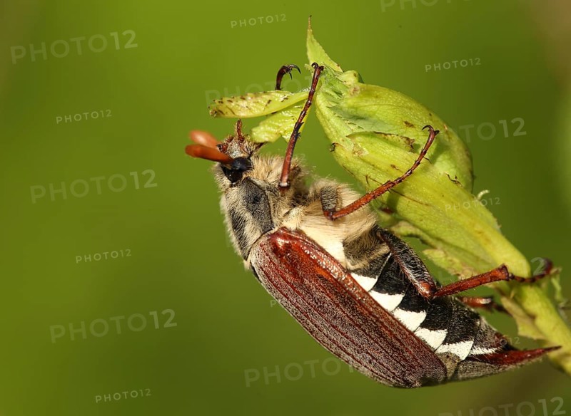 Field cockchafer (Melolontha melolontha), Oberrotweil, Kaiserstuhl, Baden-Württemberg, Germany