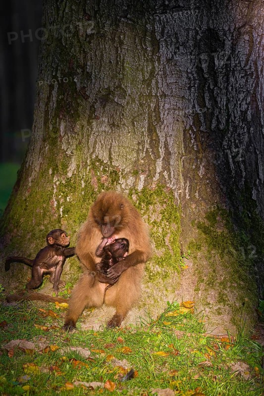 One female Gelada (Theropithecus gelada), or bleeding-heart monkey with her baby sits leaned against a tree, spotlit by late evening light. A second baby approaches her