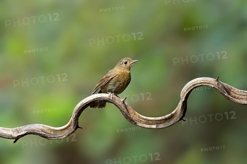 White-tailed Robin (Myiomela leucura) female perched on a branch, Yunnan, China