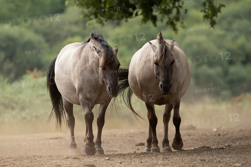 Konik pony (Equus ferus caballus) two adult horse animals on a dirt path, England, United Kingdom