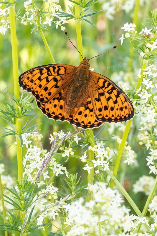 Der Große Perlmutterfalter (Speyeria aglaja) mit geöffeten Flügeln von der Oberseite