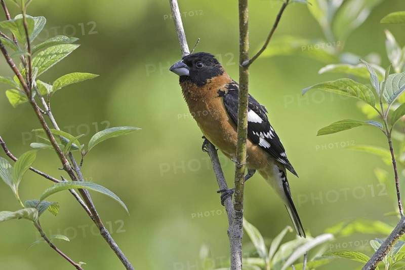 Black-headed Grosbeak (Pheucticus melanocephalus) male, British Columbia, Canada