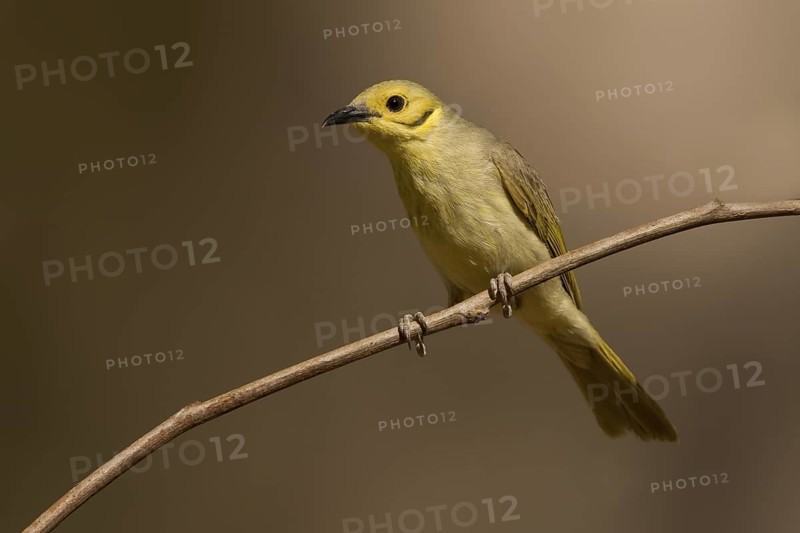 Yellow-tinted Honeyeater (Ptilotula flavescens), Western Australia, Australia