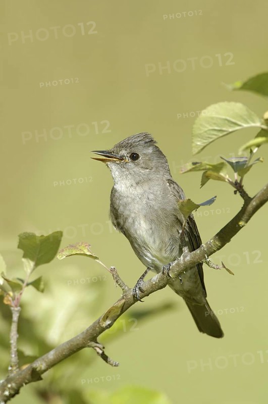 Western Wood Pewee (Contopus sordidulus), Oregon, USA