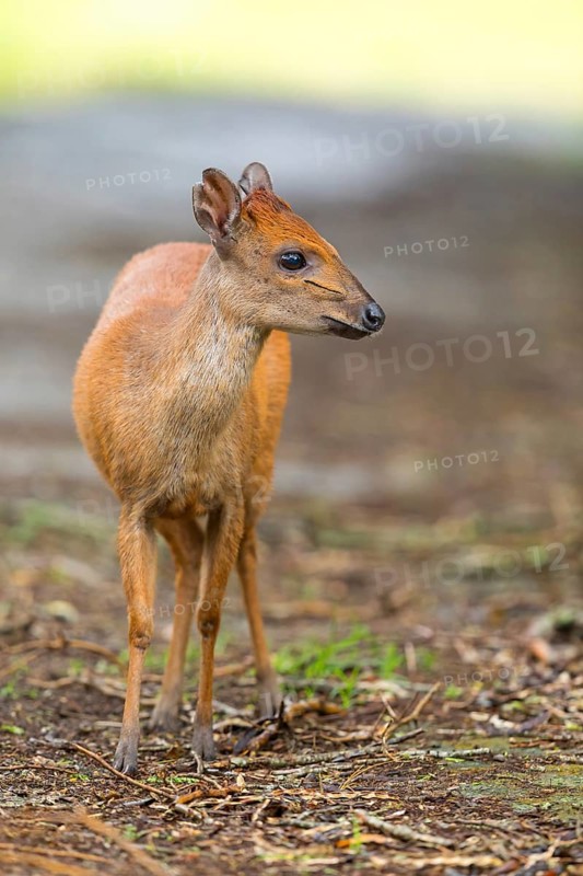 Red forest duiker (Cephalophus natalensis) antelope, iSimangaliso Wetland Park, St. Lucia, KwaZulu-Natal, South Africa