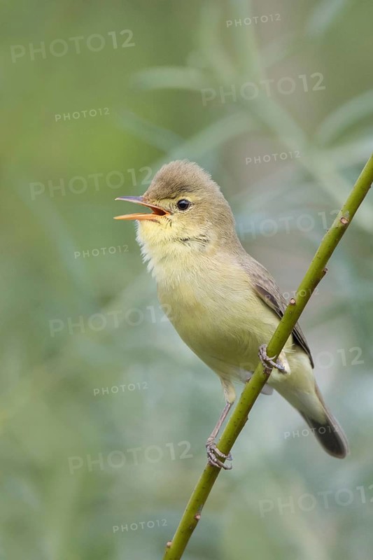 Melodious Warbler (Hippolais polyglotta) singing, Liechtenstein