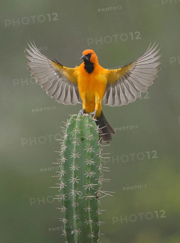 Altamira Oriole (Icterus gularis) landing on a cactus, Texas, USA