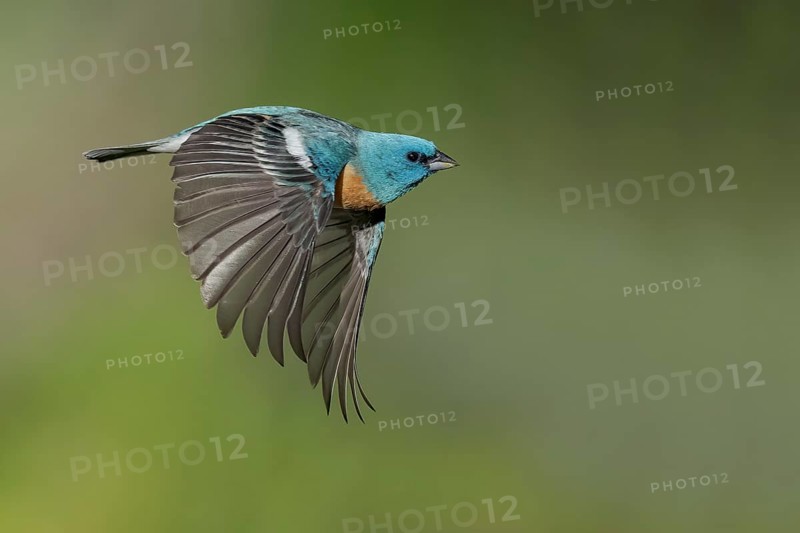 Lazuli Bunting (Passerina amoena) male flying, British Columbia, Canada