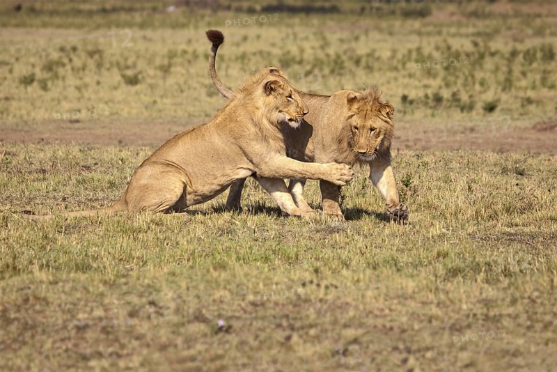African Lion (Panthera leo) two young males playing, Masai Mara, Kenya
