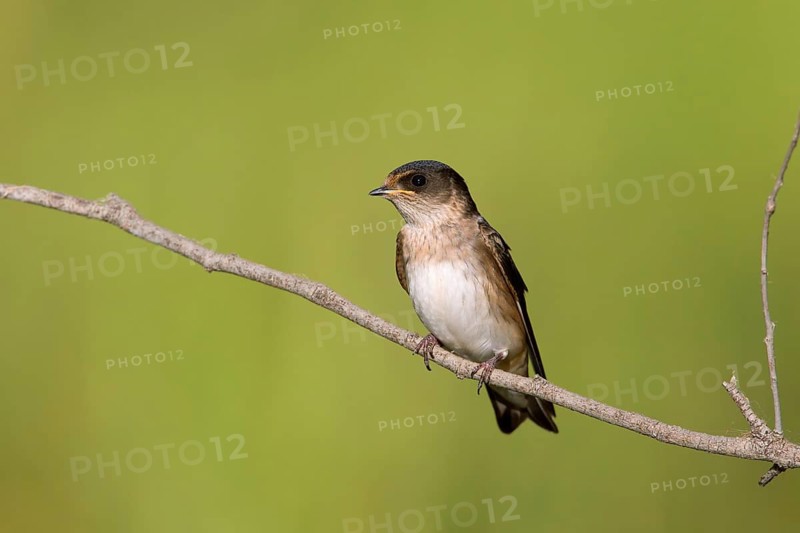 Tree Martin (Petrochelidon nigricans) juvenle, Victoria, Australia