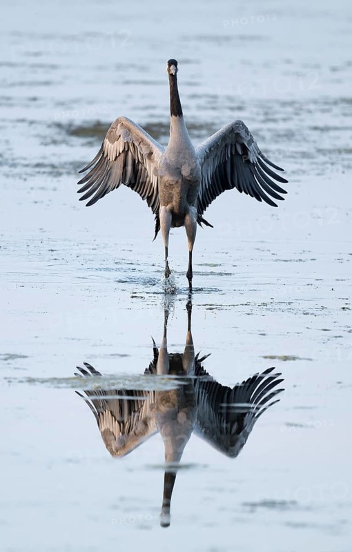 Crane (Grus grus) standing with open wings in the shallow water zone of a lake, reflection in the water, Lower Saxony, Germany