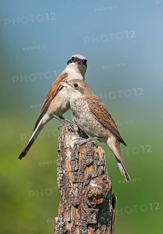 Red-backed Shrike (Lanius collurio) male perched on a stump with young, Aosta Valley, Italy