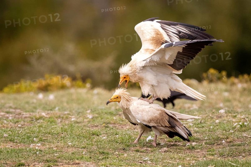 Egyptian Vulture (Neophron percnopterus) pair mating, Aragon, Spain