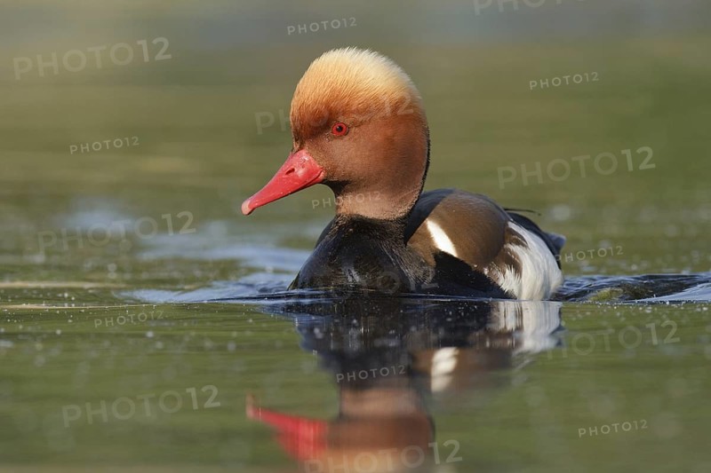 Red-crested Pochard (Netta rufina) male, Brandenburg, Germany