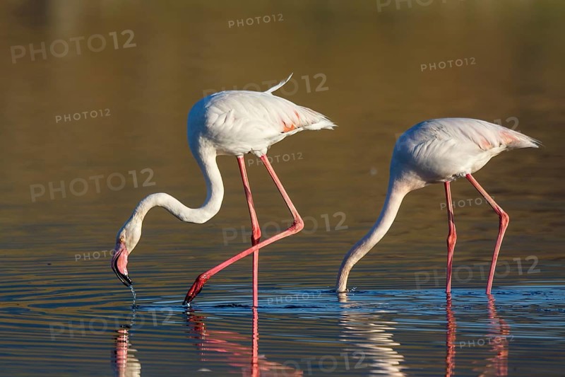 Greater Flamingo (Phoenicopterus roseus) foraging in shallow water, Lesvos, Greece