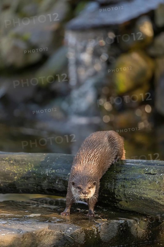 One oriental small-clawed otter or Asian small-clawed otter (Aonyx cinerea), in a creek in front of a small cascade. Small rocks around