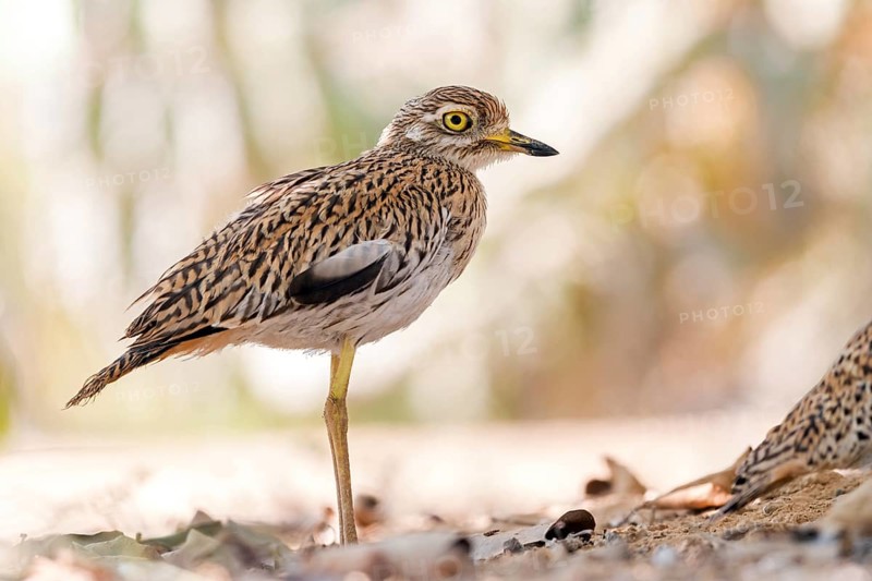 Animals, Birds, Cape Stone Curlew, (Burhinus capensis), Biotope, Habitat, Foraging, Al Baleed Archeological Park, Salalah, Sohar, Oman