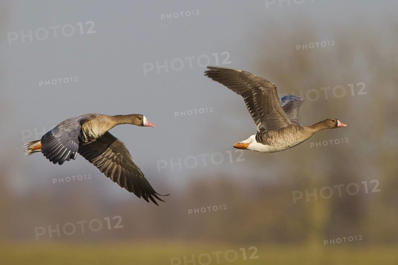 Greater White-fronted Goose (Anser albifrons) juvenile and adult flying, North Rhine-Westphalia, Germany